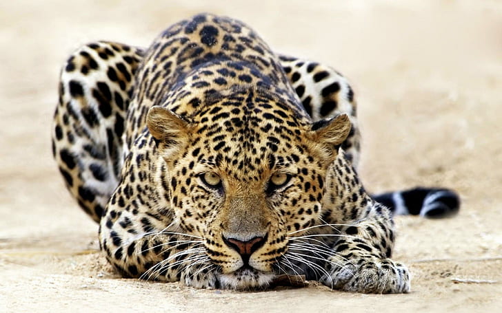 Leopard Staring, tigers, HD wallpaper