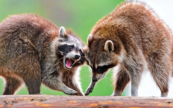 two brown racoons, raccoon, couple, standing, animal, mammal