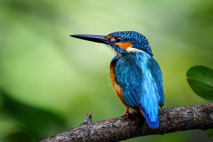 selective focus of blue bird on tree trunk, Kingfisher, Animals