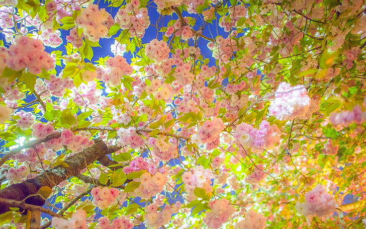 Sakura, Cherry tree, pink cherry blossoms, bloom, spring, branches, HD wallpaper