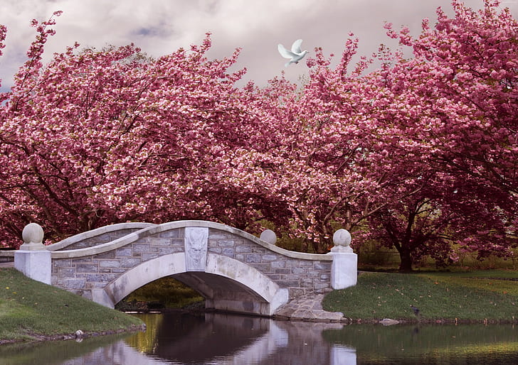 bridge, cherry, blossom, river, 5k, 4k, Japan, dove