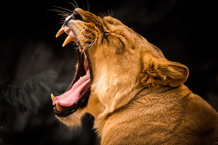 roar, lion, animals, 4k, 5k, hd, mouth open, animal themes, HD wallpaper
