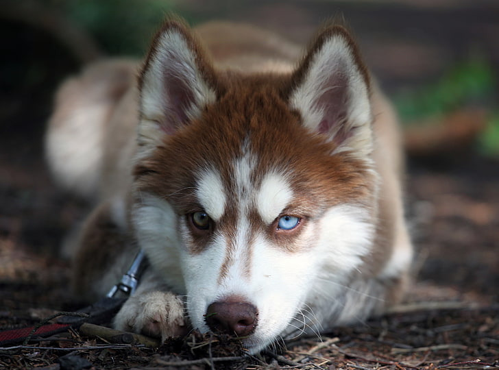 Blue Eyed Husky, copper and white Siberian husky puppy, Animals