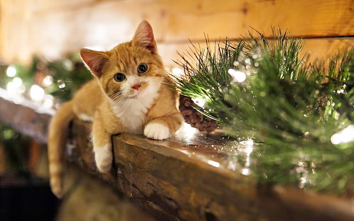 orange tabby cat, animals, decorations, Christmas ornaments, domestic cat, HD wallpaper