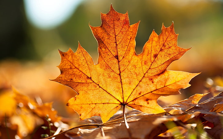 orange maple leaf illustration, veins, autumn, nature, season, HD wallpaper