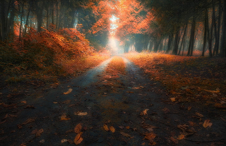 fall, road, leaves, trees, red leaves, autumn, change, forest, HD wallpaper