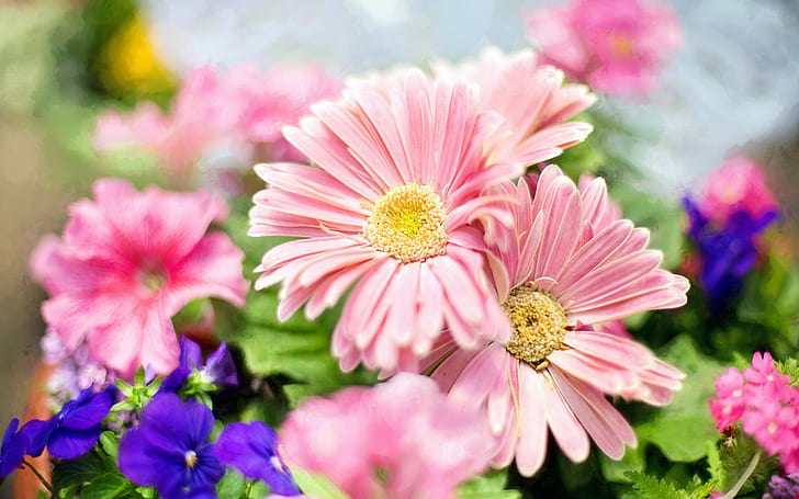 Light Pink Flowers Desktop Wallpaper