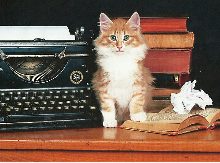 I Have To Study Now, typewriter, feline, kitten, norwegian forest