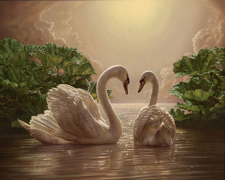 two white ducks, romance, picture, the evening, swans, bird, nature, HD wallpaper