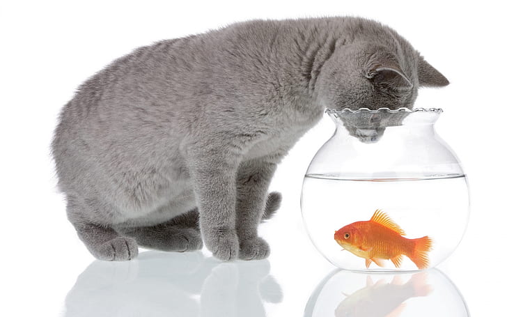 Cat and Fishbowl, grey korat cat and gold fish, funny, HD wallpaper