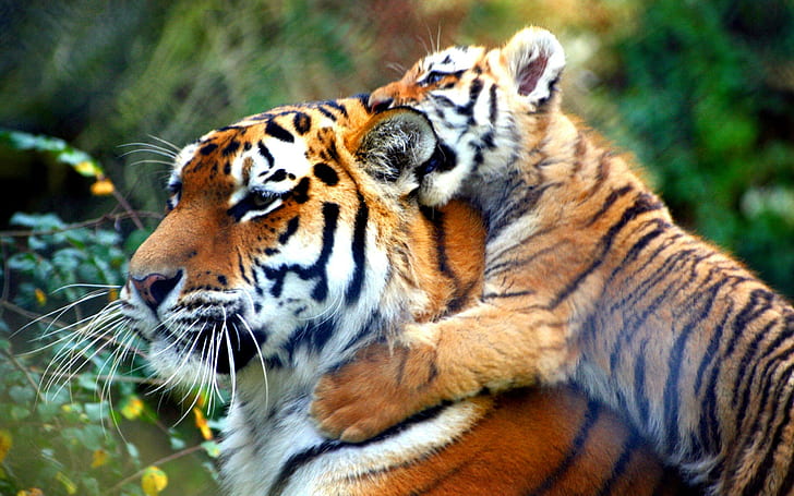 Cub biting its mother, brown and black tiger and cub, animals