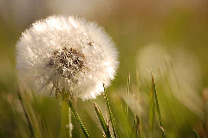 close up photo of white Dandelion flower at daytime, head, weed, HD wallpaper