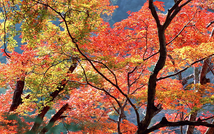 yellow and red-leafed tree, branches, autumn, leaves, trees, nature, HD wallpaper