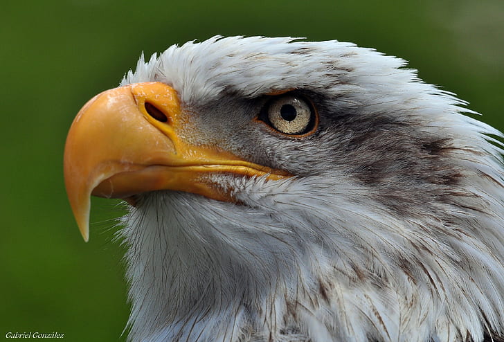 white eagle, aves, birds, raptors, Nikon D90, Sigma, animals, HD wallpaper