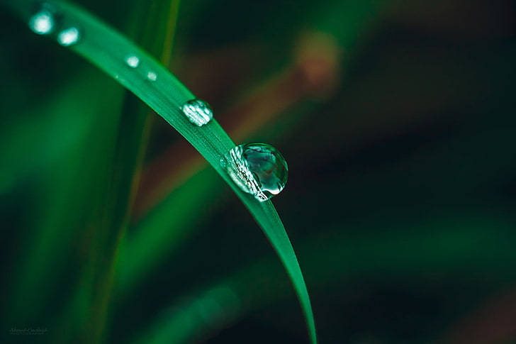 green leaf, photo of water dew on grass, macro, nature, water drops, HD wallpaper