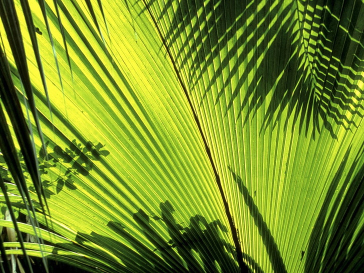 plants, leaves, tropical, shadow, palm tree, palm leaf, tropical climate, HD wallpaper