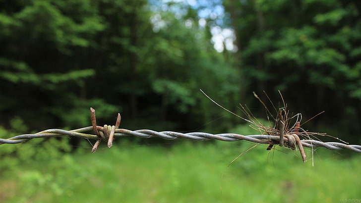 nature, green, trees, plants, barbed wire, safety, protection