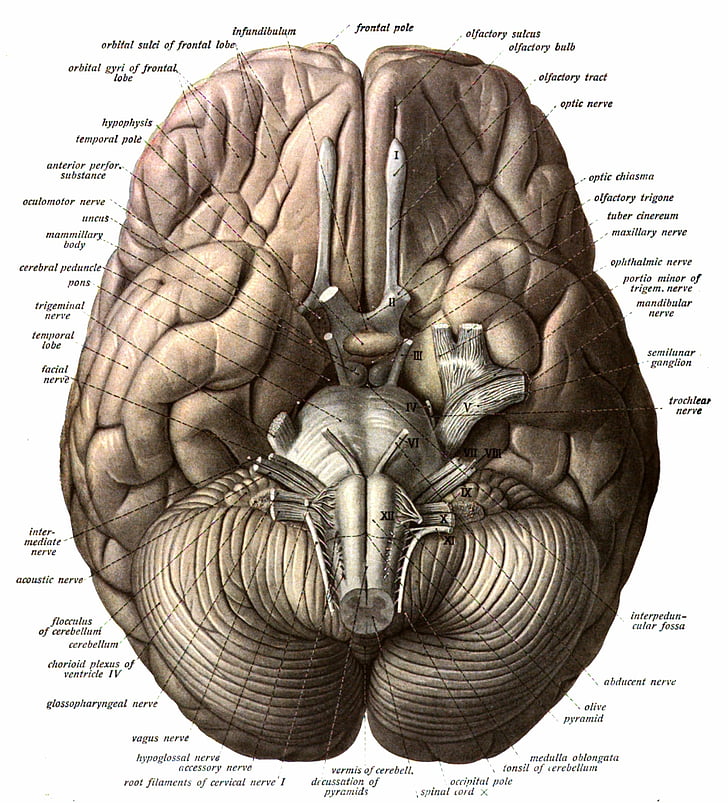 Anatomy, brain, head, Medical, poster, skull, art and craft, HD wallpaper
