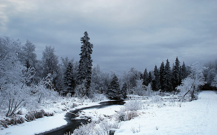 nature, snow, winter, trees, forest, river