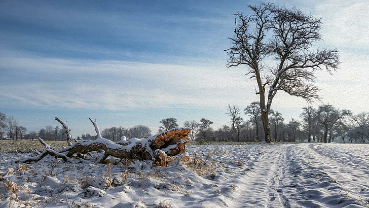 snow, tree, winter, frost, landscape, HD wallpaper
