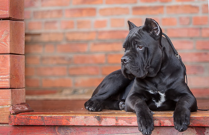 short-coated black dog, cane corso, look, pets, animal, canine