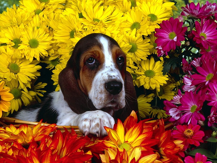 adult tricolor basset hound, dog, flowers, sitting, ears, pets