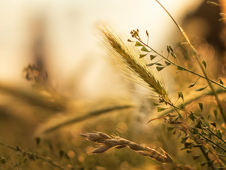 selective focus photography of wheat, Summer, light, Sommer, flower, HD wallpaper