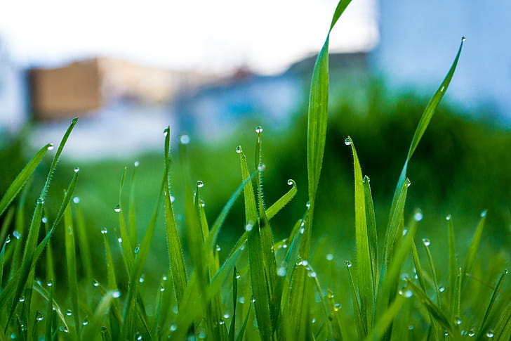 morning dew in grass photo, grass, Droplets, green  grass, morning  light, HD wallpaper