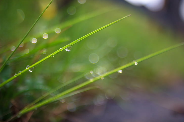 close up photo of dew on thin grass leaves, bit, sunshine, lot