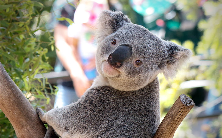 Koala bear, animal, face, nose, marsupial, australia, mammal