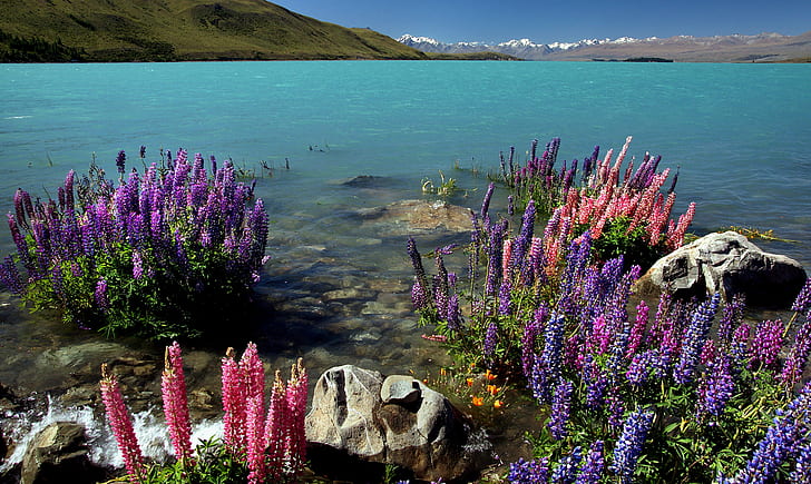 purple and pink petaled flower near white rock surrounded by water, lupins, lake tekapo, nz, lupins, lake tekapo, nz