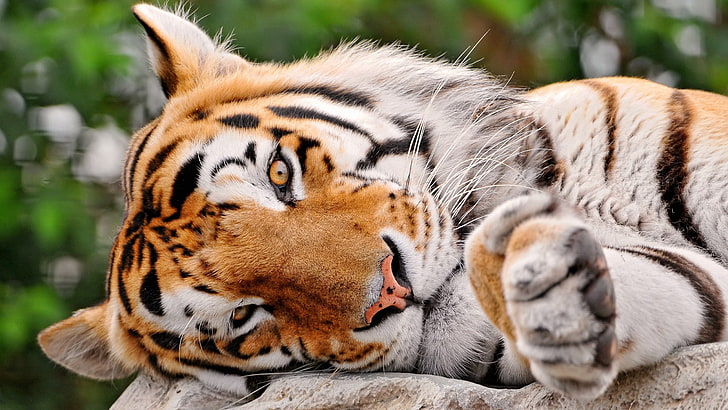 tiger widescreen, animal themes, big cat, feline, animal wildlife