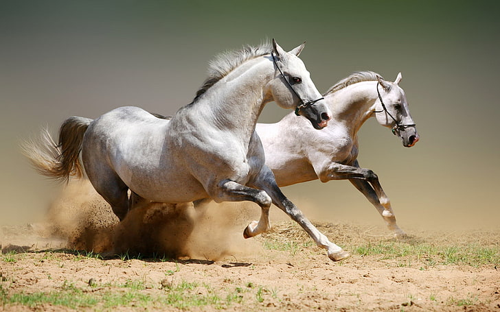 two white horses, dust, jumping, couple, animal, stallion, nature, HD wallpaper