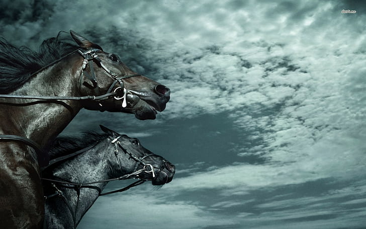 animals, horse, Dark Horse, HD wallpaper