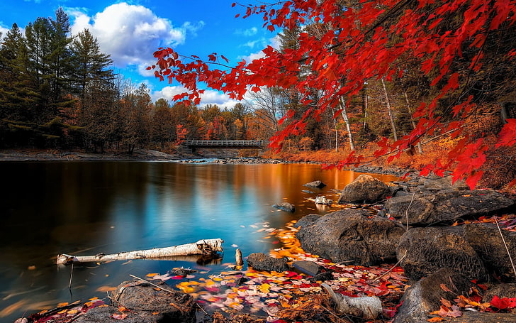red leafed trees, river surrounded with trees, fall, nature, lake, HD wallpaper