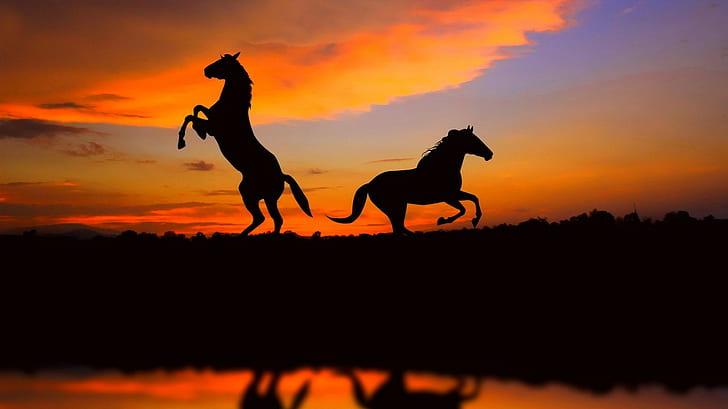 Horse Silhouette Sunset HD, animals