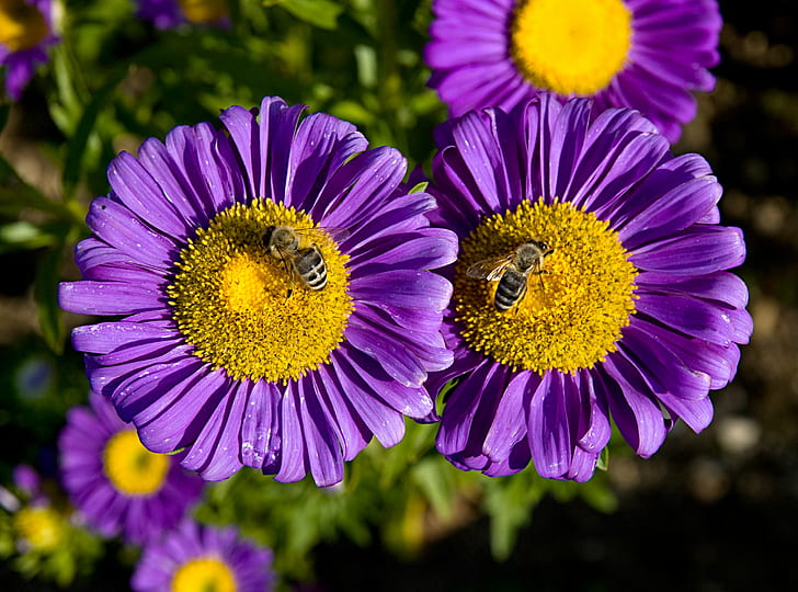 purple flowers, bees, Bayern, Bavaria, München, Munich, Garten