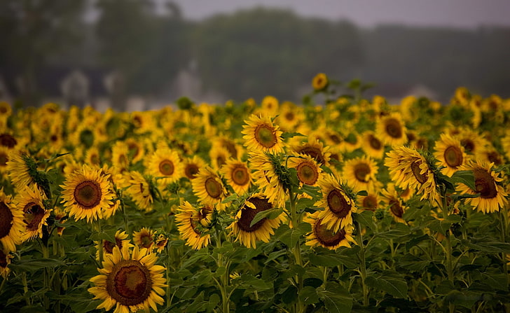 Sunflower Field, Cloudy Summer Day, sunflower lot, Nature, Landscape, HD wallpaper