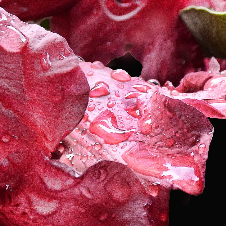 closeup photo of red leaf plant, small, rhododendron, petals