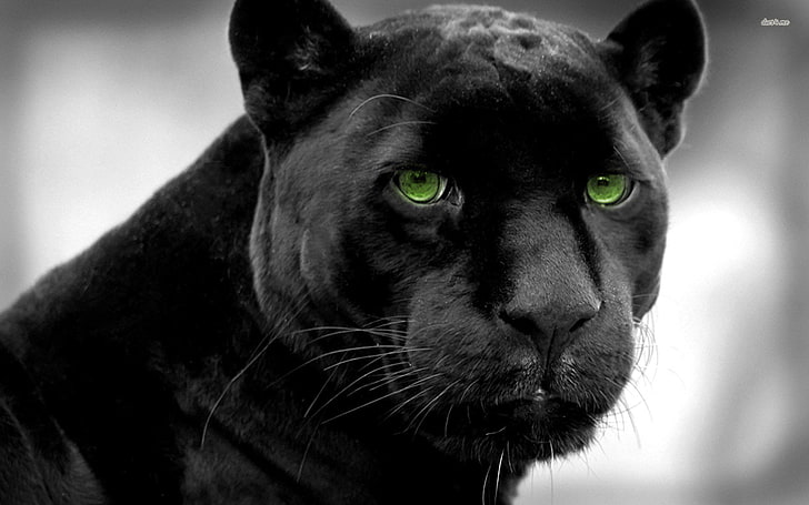 HD wallpaper: black panther, Cats, one animal, mammal, close-up, looking at  camera | Wallpaper Flare