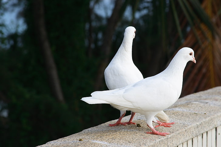 two white pigeons, birds, couple, animal, nature, beak, wildlife, HD wallpaper