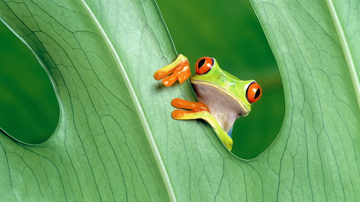 green and red tree frog, amphibian, Red-Eyed Tree Frogs, green color, HD wallpaper