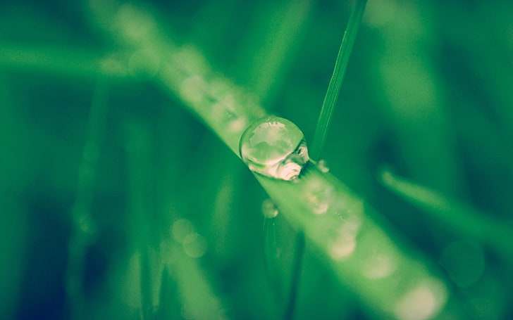 water dew on leaves, nature, macro, grass, water drops, plants, HD wallpaper