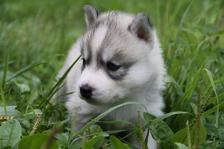 gray and white Siberian Husky puppy, face, grass, sit, sled Dog, HD wallpaper