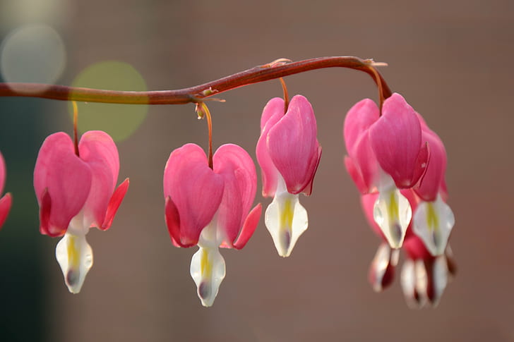 selective focus photography of Bleeding Hearts, spring, flower