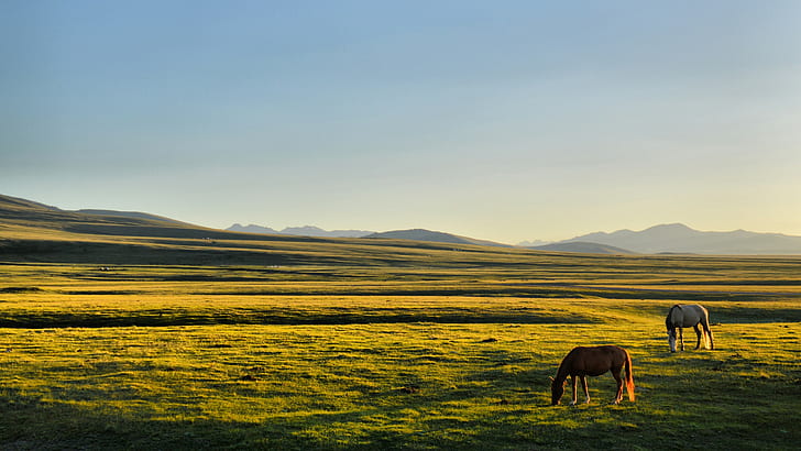 horse, Kyrgyzstan, Song Kul, plains, HD wallpaper