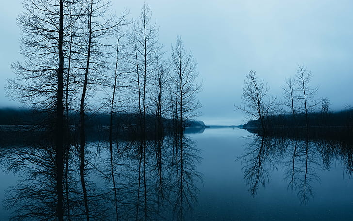 body of water surrounded by bare trees, All The Things, reflection