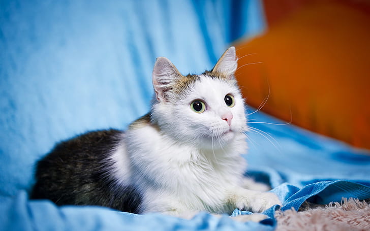 Cute pet, kitten, cat, white black, eyes, HD wallpaper