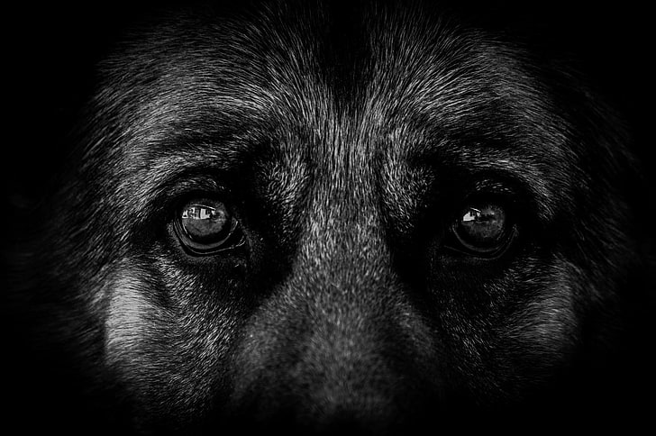 close-up photo of animal, dog, eyes, German Shepherd, monochrome