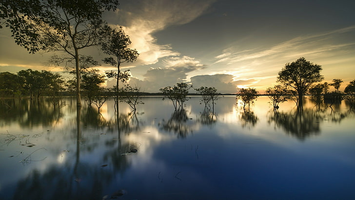 reflection, water, sky, nature, dawn, tree, reflected, lake, HD wallpaper